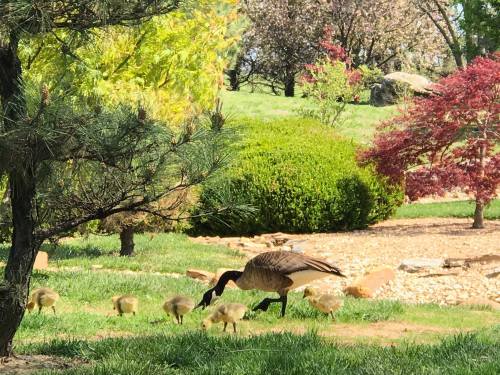 A mother goose forages on the grass with her six fluffy goslings in a lush, green park setting.