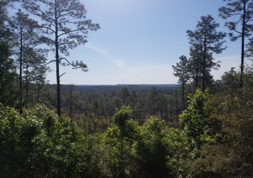 A scenic view of a lush forest with tall pine trees under a clear blue sky.