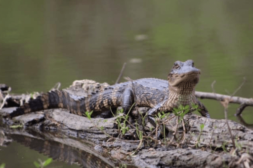A young crocodile resting on a log near the water, surrounded by greenery.