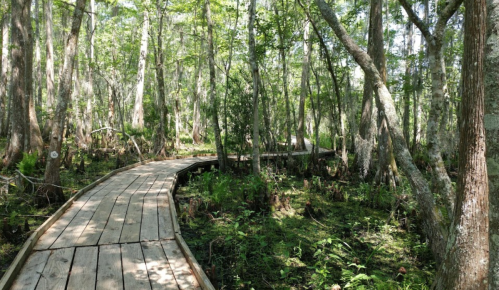A wooden boardwalk winding through a lush, green forest with tall trees and dense undergrowth.