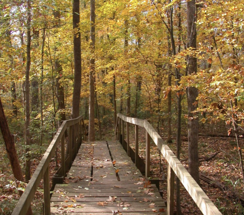 A wooden bridge leads through a vibrant autumn forest with colorful leaves on the trees.