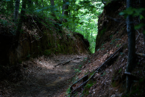 A narrow, wooded path between steep, green-covered banks in a forest. Sunlight filters through the trees.