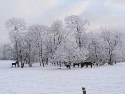 A snowy landscape with horses grazing among frost-covered trees.