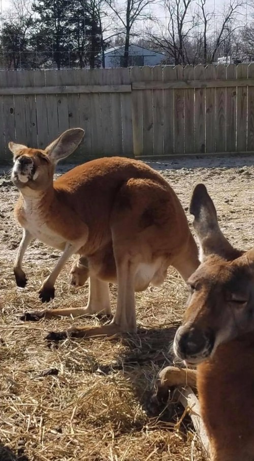 Two kangaroos in a sunny enclosure, one standing and the other resting on the ground among straw.