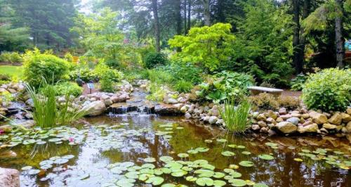 A serene garden scene featuring a pond with lily pads, surrounded by lush greenery and rocks, with a small waterfall.