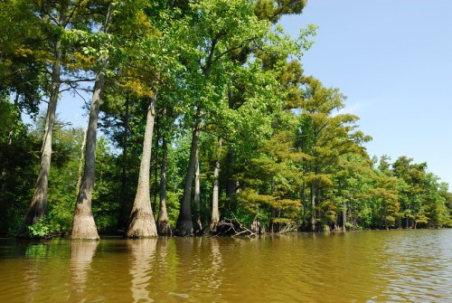 Lush green trees with cypress knees reflected in calm water under a clear blue sky.