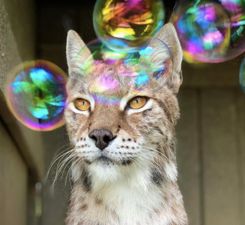 A lynx with striking amber eyes gazes thoughtfully as colorful bubbles float around it.