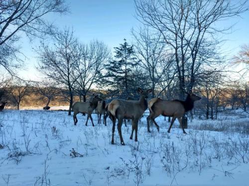 A group of elk stands in a snowy landscape surrounded by trees under a clear blue sky.
