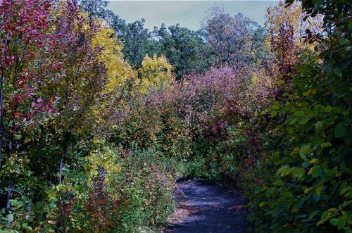 A winding path through vibrant autumn foliage in shades of red, yellow, and green.