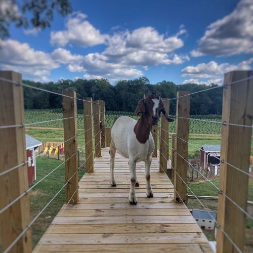 A goat stands on a wooden walkway with a scenic view of fields and trees under a blue sky with fluffy clouds.