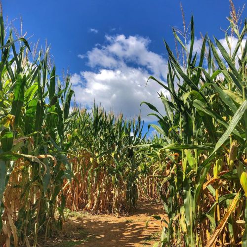 A pathway through tall corn stalks under a blue sky with fluffy clouds.