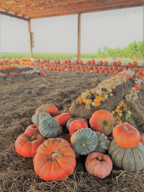 A rustic barn filled with various pumpkins and gourds arranged on straw, with a sunny field in the background.