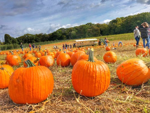 A pumpkin patch with numerous orange pumpkins, people picking pumpkins, and a tractor in the background under a cloudy sky.