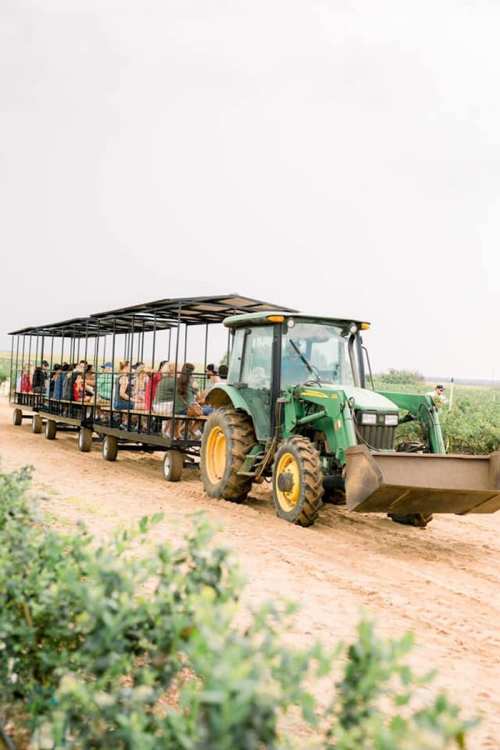 A green tractor pulls a trailer filled with people through a field on a dirt path.