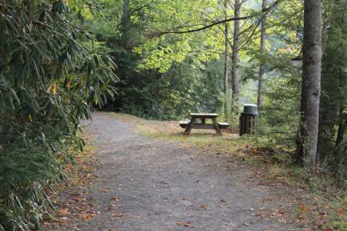 A peaceful forest path leads to a picnic table and trash bin surrounded by trees and fallen leaves.