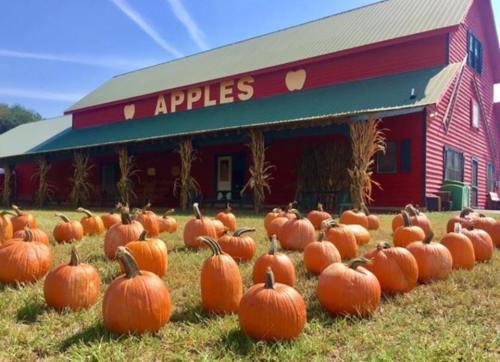 A red barn labeled "APPLES" surrounded by pumpkins on a grassy field under a clear blue sky.