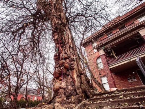 A large, gnarled tree with a textured trunk stands beside a brick building, surrounded by fallen leaves.