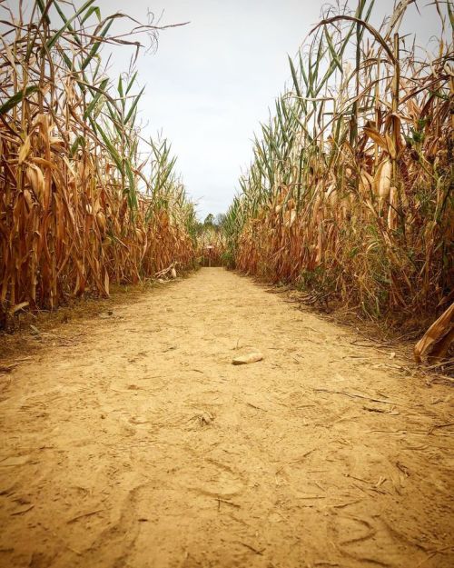 A narrow dirt path between tall, dried corn stalks under a cloudy sky.