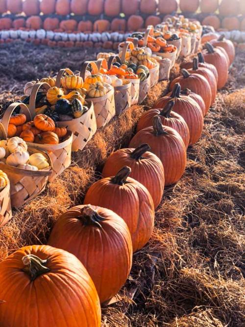 A row of pumpkins and baskets filled with colorful gourds on a bed of hay, with more pumpkins in the background.