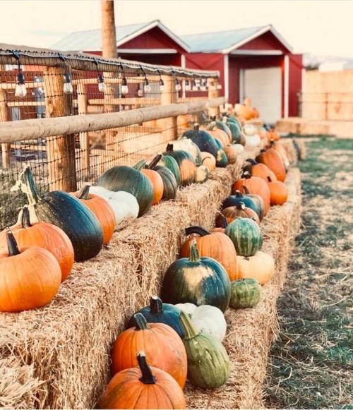 A row of colorful pumpkins displayed on hay bales, with red barns in the background.