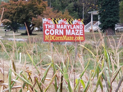 Sign for "The Maryland Corn Maze" with website MDcornmaze.com, surrounded by tall grass and trees.