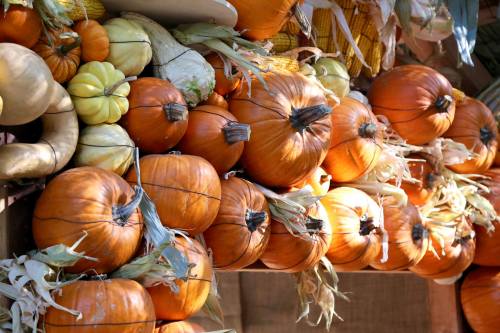 A vibrant display of various pumpkins and gourds stacked together, showcasing autumn colors and textures.
