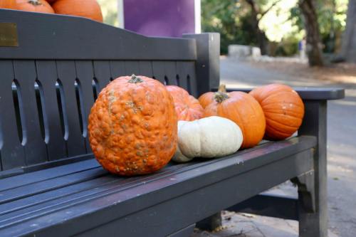A wooden bench with various pumpkins, including orange and white, placed on it in a park setting.