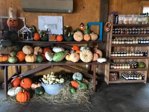 A rustic display of various pumpkins and gourds on a wooden table, with jars of preserves on a shelf in the background.
