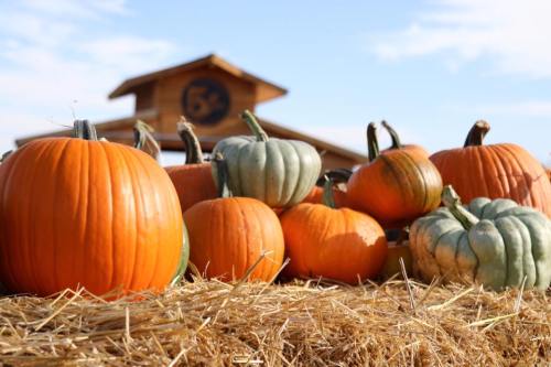 A variety of pumpkins in orange and green hues arranged on a hay bale, with a wooden structure in the background.