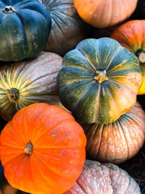 A colorful assortment of pumpkins in various shapes and sizes, featuring green, orange, and striped patterns.