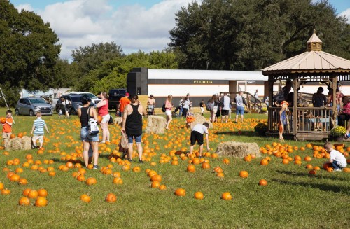 A pumpkin patch with families picking pumpkins, hay bales, and a gazebo in the background under a blue sky.