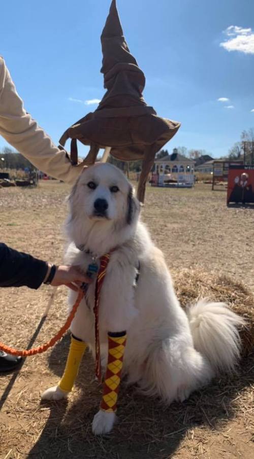 A dog wearing a Sorting Hat and colorful leg warmers sits on hay, with a person holding its leash nearby.