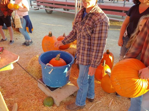 A person in a plaid shirt weighs a pumpkin in a blue bucket at a pumpkin patch, surrounded by other pumpkins.
