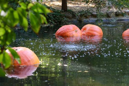 Large orange pumpkins float on a calm pond, surrounded by greenery and bubbles rising to the surface.