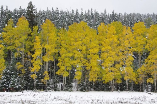 A snowy landscape featuring vibrant yellow aspen trees against a backdrop of evergreen trees.