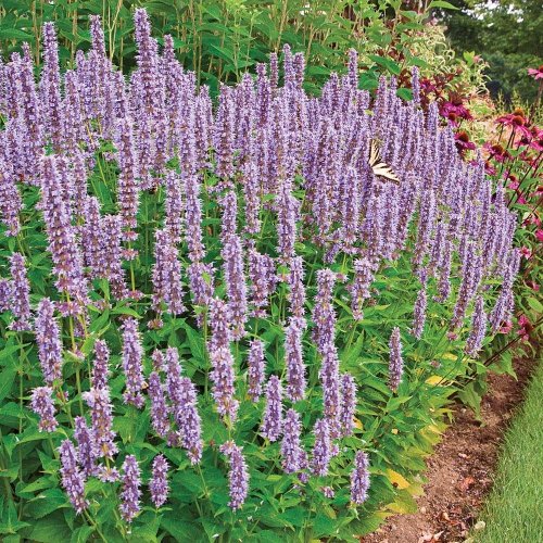 A vibrant garden filled with tall purple flowers and lush green foliage, with a butterfly fluttering nearby.
