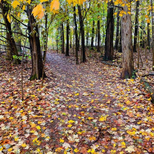 A winding path through a forest, covered in colorful autumn leaves, with trees displaying vibrant fall foliage.