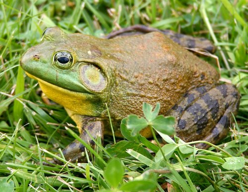 A close-up of a green and brown frog sitting on lush green grass, with clover plants nearby.