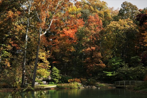 A serene pond surrounded by vibrant autumn foliage and trees, reflecting warm colors in a peaceful natural setting.