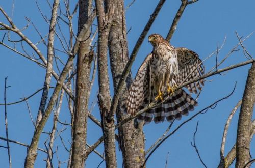 A hawk perched on a bare tree branch, wings partially spread against a clear blue sky.