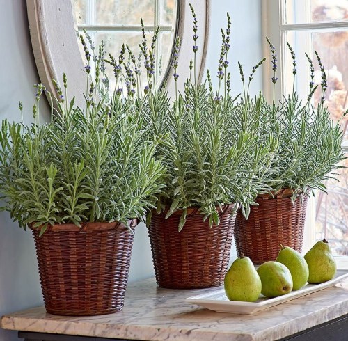 Three potted lavender plants in woven baskets on a table, with three green pears beside them and a mirror in the background.
