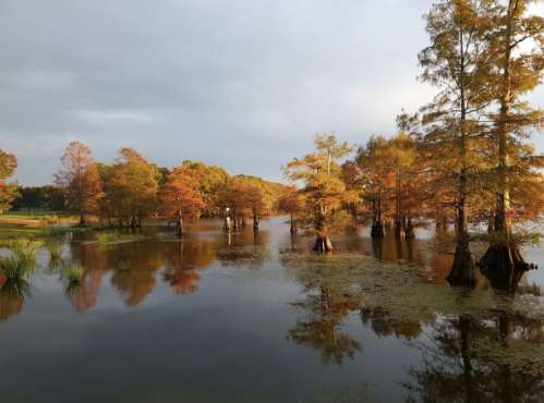 A serene wetland scene with cypress trees and autumn foliage reflecting in calm water under a cloudy sky.