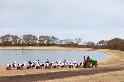 A tractor pulls a line of children in cow-themed ride-on toys along a path by a pond.