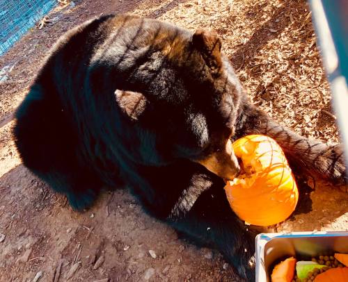 A black bear sits on the ground, chewing on a pumpkin, surrounded by wood chips and some scattered food.