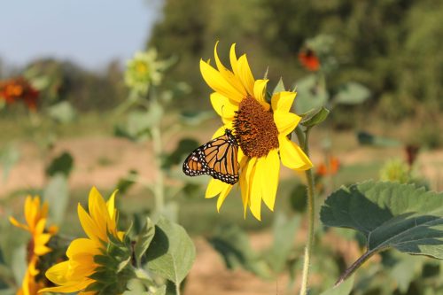 A monarch butterfly perched on a vibrant sunflower in a field, surrounded by more sunflowers and greenery.