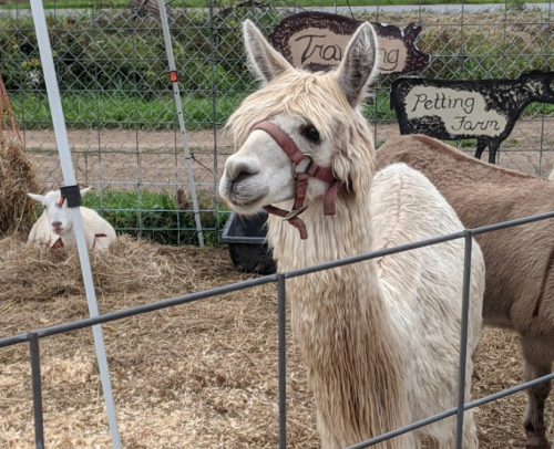 A fluffy white llama stands in a petting farm enclosure, with a goat resting in the background on straw.