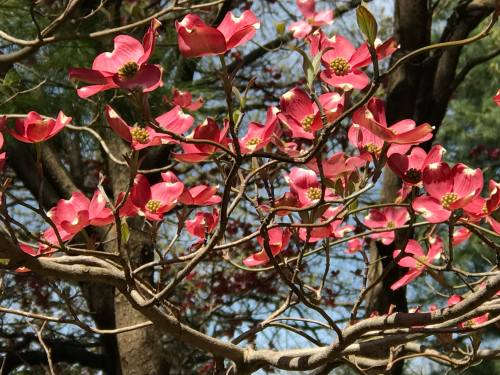Pink dogwood flowers bloom on branches against a backdrop of green leaves and blue sky.