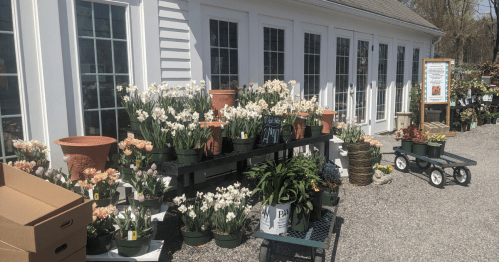 A garden center display featuring various potted flowers and plants outside a white building with large windows.