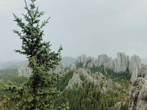 A misty landscape featuring rugged rock formations and dense evergreen trees under a cloudy sky.