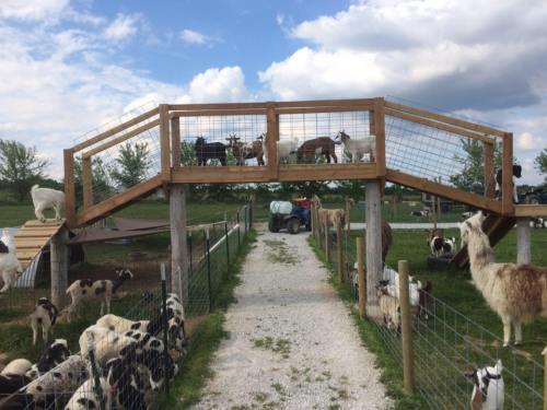 A farm scene with goats and llamas, featuring a wooden bridge and a gravel path surrounded by green fields.
